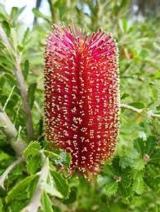 Banksia coccinea 1.5L (113997) 1.5L (100541) 1.5L (103778) 1.5L Banksia coccinea 1.5L (113997) 1.5L (100541) 1.5L (103778) 1.5L