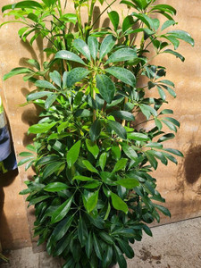 Schefflera arboricola 12cm