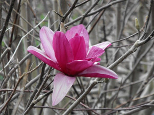 Magnolia 'Stellar Gem' PB18 Magnolia 'Stellar Gem' PB18