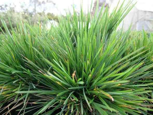 Lomandra 'Echidna' 2L (115526) 2L