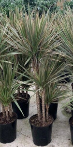 Dracaena marginata 'Bicolour' 20cm