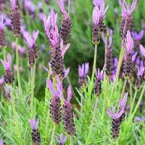 Lavender Laveanna 'Violet Bue' 1.5L Lavender Laveanna 'Violet Bue' 1.5L