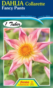 Dahlia Collarette 'Fancy Pants