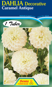 Dahlia Decorative 'Caramel Ant Dahlia Decorative 'Caramel Ant
