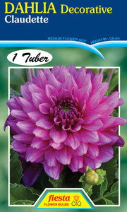 Dahlia Decorative 'Claudette'