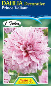 Dahlia Decorative 'Prince Vali