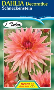 Dahlia Decorative 'Schneckenst
