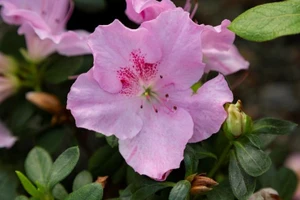 Azalea 'Pink Dream' 2.5L