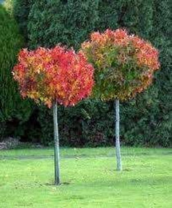 Liquidambar s 'Gumball' - 1.5 25L Liquidambar s 'Gumball' - 1.5 25L