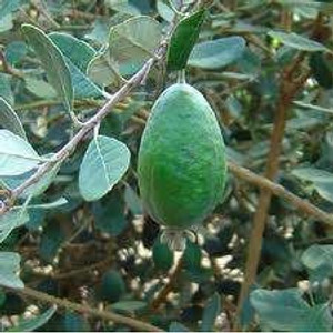 Feijoa 'Apollo' 3L (1201113) 3L Feijoa 'Apollo' 3L (1201113) 3L