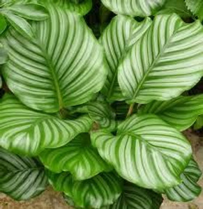 Calathea orbifolia 18cm