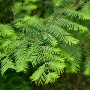 Metasequoia glyptostroboides PB18 Metasequoia glyptostroboides PB18