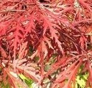 Acer p d 'Lionheart' 1m 6L Acer p d 'Lionheart' 1m 6L
