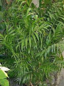 Chamaedorea elegans 6L Chamaedorea elegans 6L