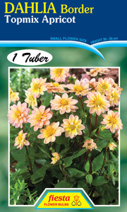 Dahlia Border 'Topmix Apricot' Dahlia Border 'Topmix Apricot'
