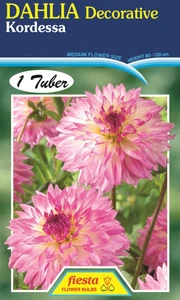 Dahlia Decorative 'Kordessa'