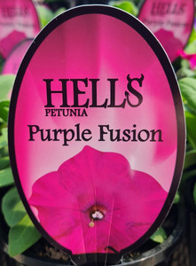 Petunia Hells 'Purple Fusion' 14cm Petunia Hells 'Purple Fusion' 14cm