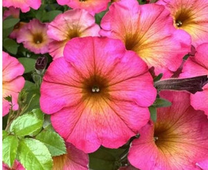 Petunia 'Mayan Sunset' 14cm Petunia 'Mayan Sunset' 14cm