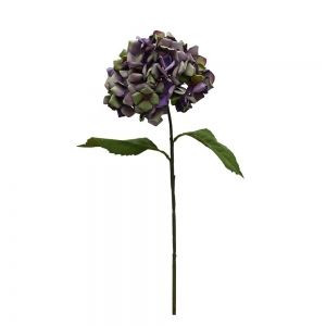 Hydrangea Annabelle - Purple