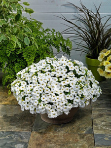 Calibrachoa Calipetite 'White' 14cm Calibrachoa Calipetite 'White' 14cm