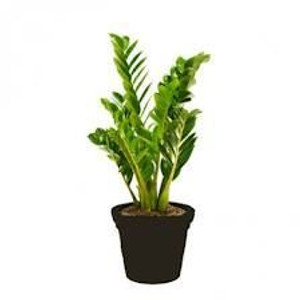 Zamioculcas 'Zanzibar Gem' 17cm Zamioculcas 'Zanzibar Gem' 17cm