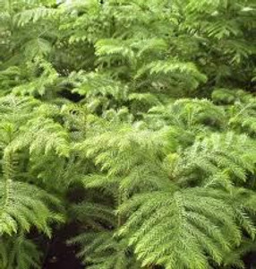 Araucaria excelsa 4L Araucaria excelsa 4L