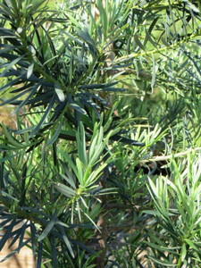 Podocarpus macrophyllus 'Maki' 5L Podocarpus macrophyllus 'Maki' 5L