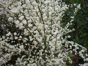 Cytisus multiflorus 'Albus' 2.5L (1201571) 2.5L