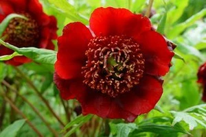 Paeony delavyii 1.5L