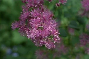 Thalictrum aquilegiifolium 2L