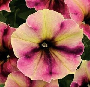 Petunia Crazytunia 'Blackberry 2.5L Petunia Crazytunia 'Blackberry 2.5L