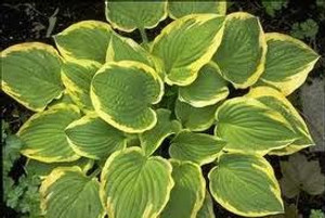Hosta 'Shade Fanfare' 2L Hosta 'Shade Fanfare' 2L