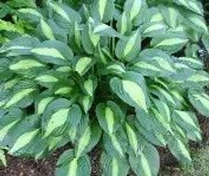 Hosta 'Striptease' 2L Hosta 'Striptease' 2L