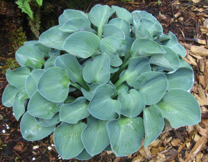 Hosta 'Blue Mouse Ears' 2L Hosta 'Blue Mouse Ears' 2L