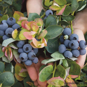 Blueberry 'Peach Sorbet' 1.9L Blueberry 'Peach Sorbet' 1.9L