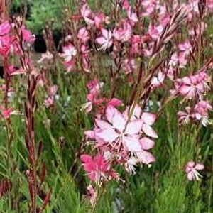 Gaura 'Rosy Jane' 2.5L Gaura 'Rosy Jane' 2.5L