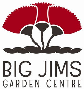 Hibiscus 'El Capitolo' 2.5L Hibiscus 'El Capitolo' 2.5L