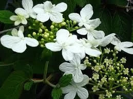 Viburnum 'Summer Snowflake' 2.5L