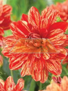 Dahlia Decorative 'Neo'