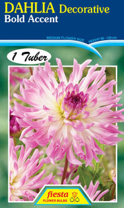 Dahlia Decorative 'Bold Accent