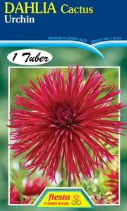 Dahlia Cactus 'Urchin'