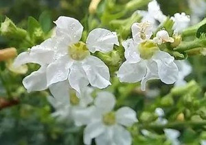 Cuphea hyssopifolia 'Cupid Whi 1.5L Cuphea hyssopifolia 'Cupid Whi 1.5L