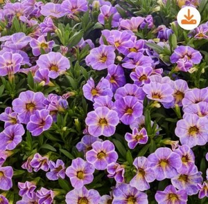 Calibrachoa Calipetite 'Blue S 12cm