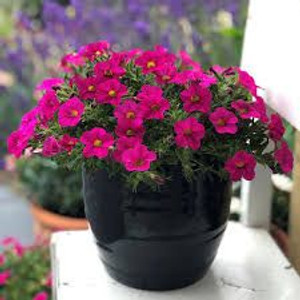Calibrachoa Calipetite 'Rose' 14cm Calibrachoa Calipetite 'Rose' 14cm