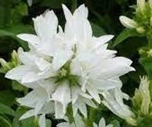 Campanula glomerata 'White' 14cm Campanula glomerata 'White' 14cm