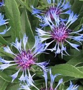 Centaurea montana 14cm Centaurea montana 14cm
