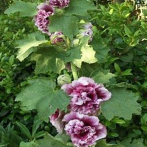 Hollyhock 'Creme De Cassis' 14cm Hollyhock 'Creme De Cassis' 14cm