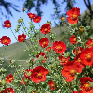 Potentilla 'Etna Red' 14cm Potentilla 'Etna Red' 14cm