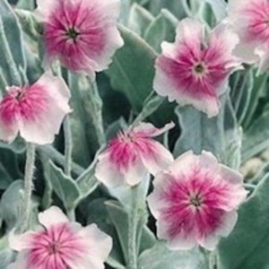 Lychnis coronaria 'White Pink 14cm Lychnis coronaria 'White Pink 14cm