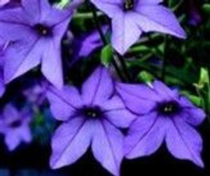 Nicotiana 'Fragrant Blue' 14cm Nicotiana 'Fragrant Blue' 14cm